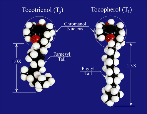 A C Grace Unique Vitamin E 180 Softgels Diagram.png
