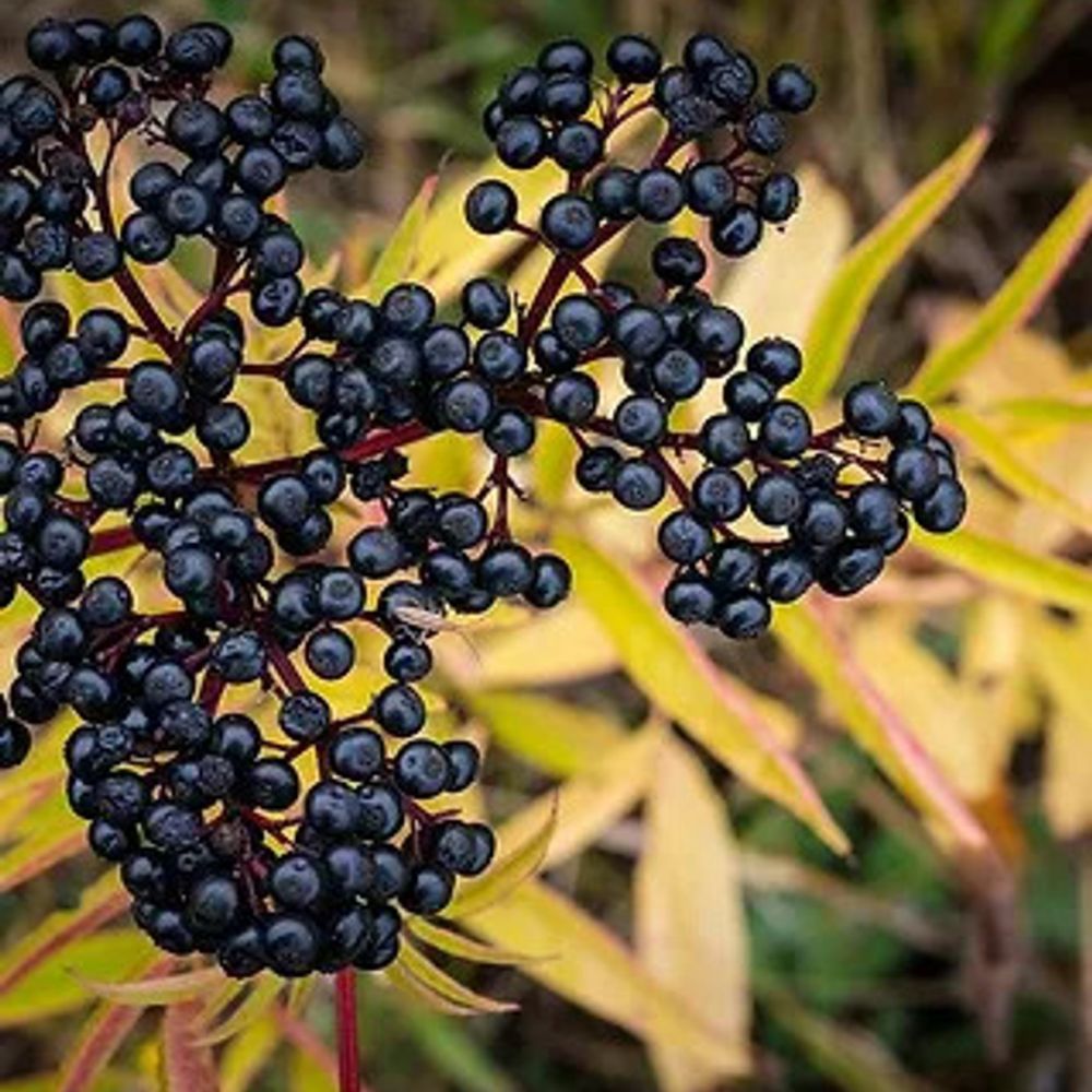 Doctor's Blend 5 in 1 Immune Booster Berry's.jpg